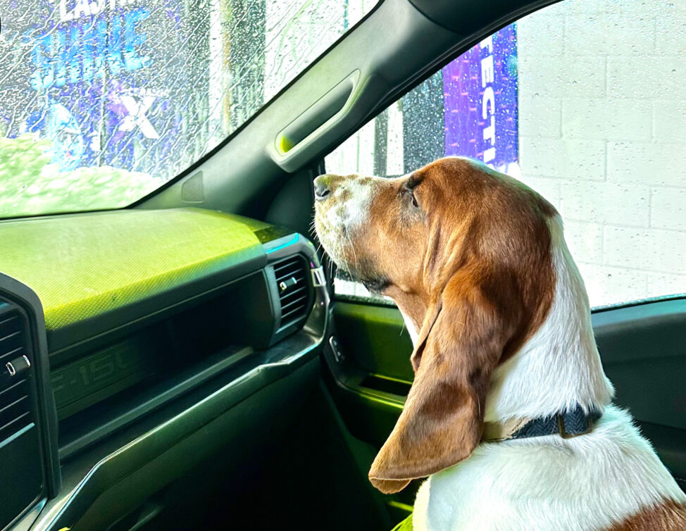 Pet Friendly Car Wash